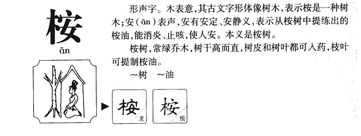 桉字字源字形