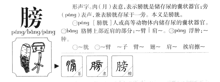膀字字源字形