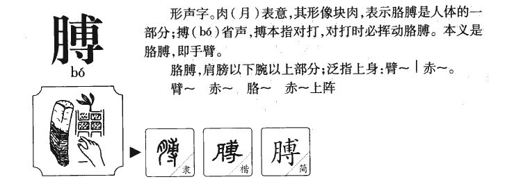 膊字字源字形
