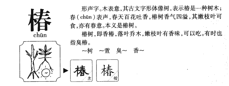 椿字字源字形