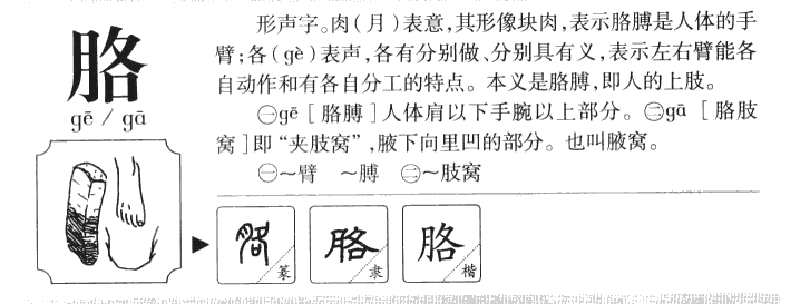 胳字字源字形