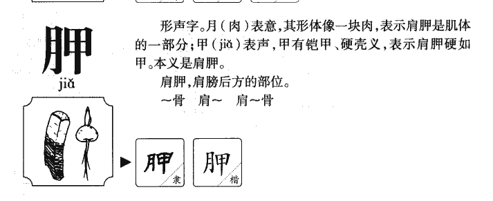 胛字字源字形