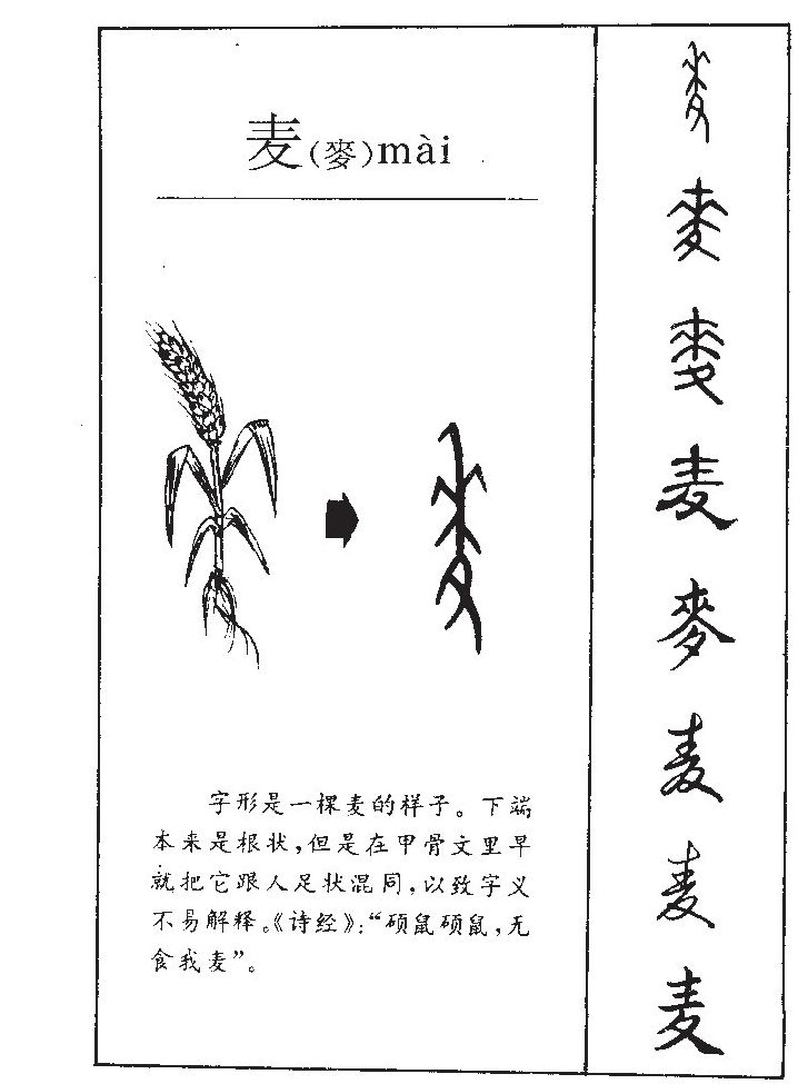 麦字字源字形