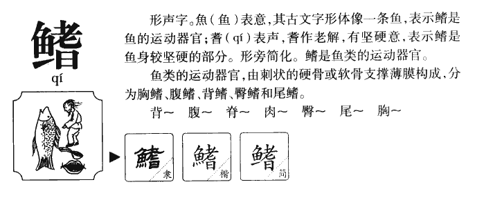 鳍字字源字形