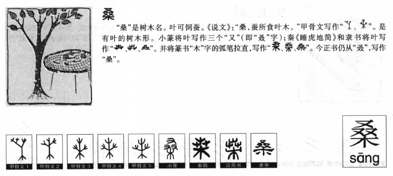 桑字字源字形