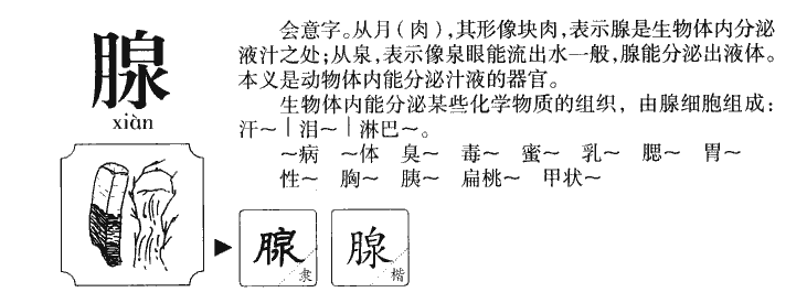 腺字字源字形